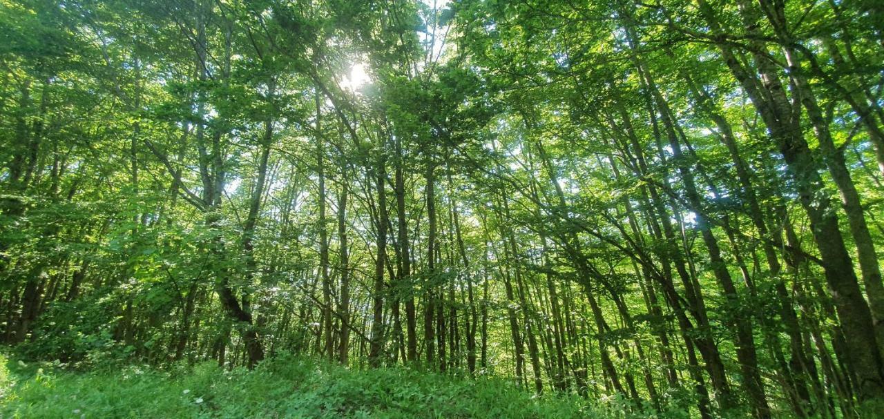 Villa Vrbena エクステリア 写真